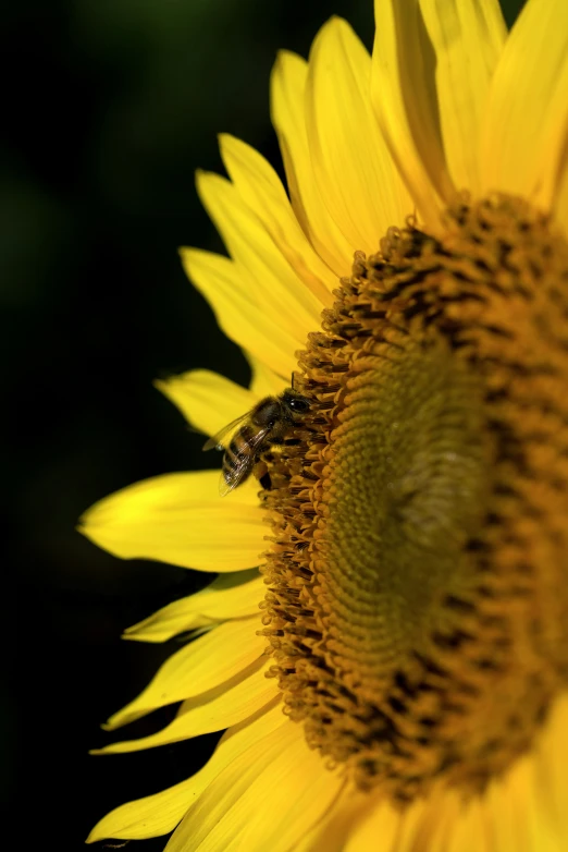 a yellow sunflower with a bee in it's centre