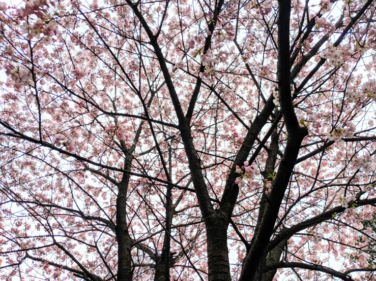 a couple kissing under a flowering cherry blossom tree