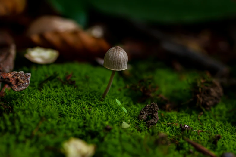 a group of little mushrooms on a moss covered ground