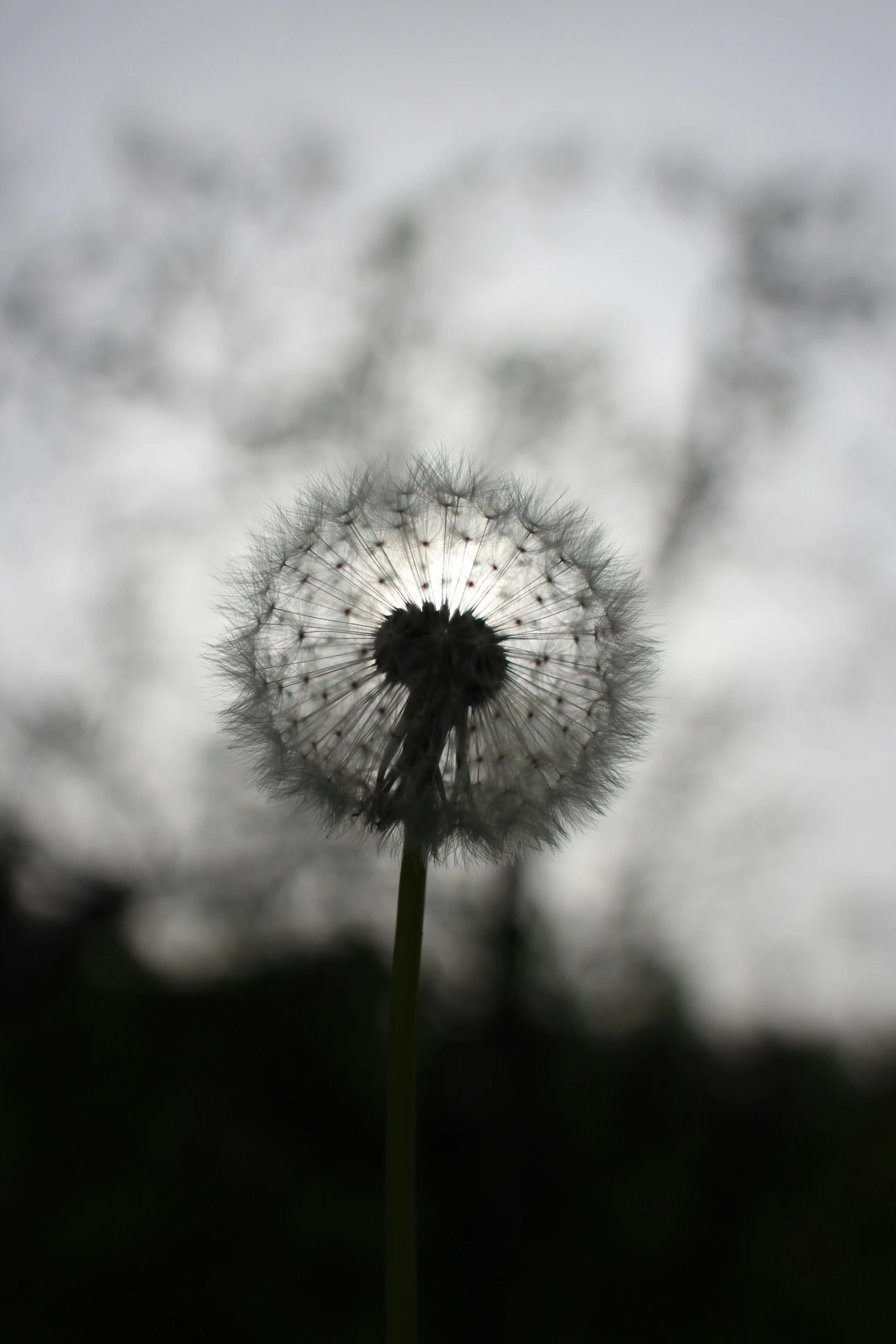 the dandelion is moving very quickly in the wind