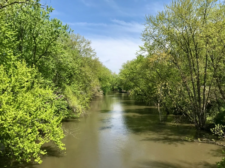 trees and a river surrounded by green foliage