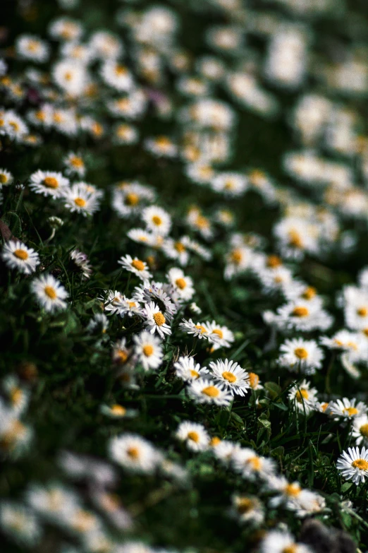 a group of daisies scattered in the grass