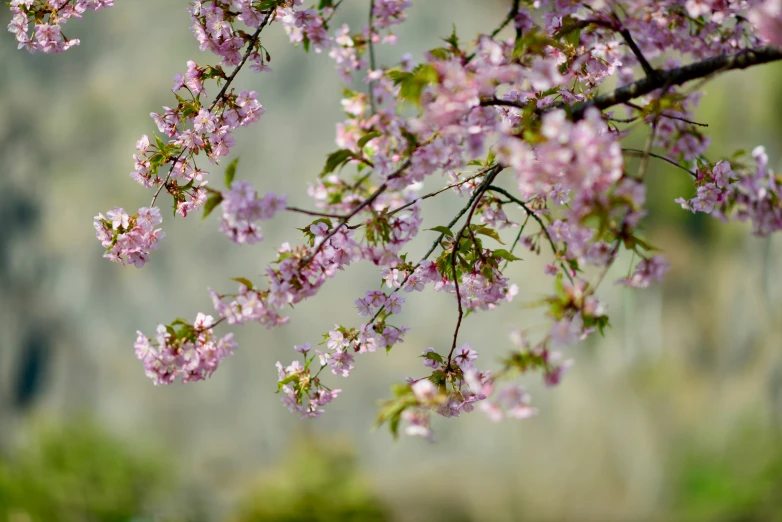 a group of purple flowers and leaves are growing