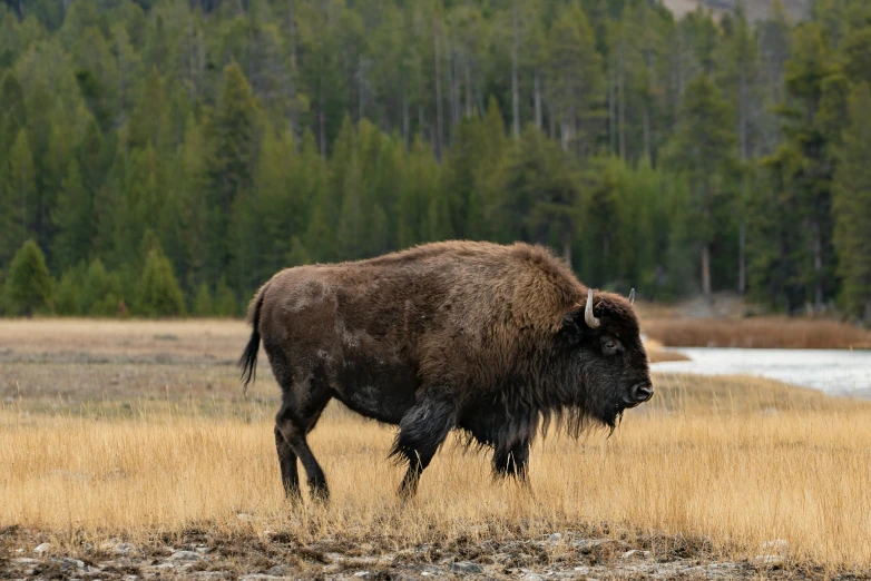 a large brown buffalo grazing in a pasture