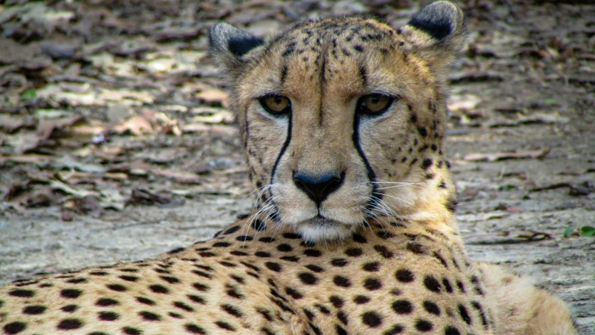 the head and shoulders of a cheetah laying on the ground