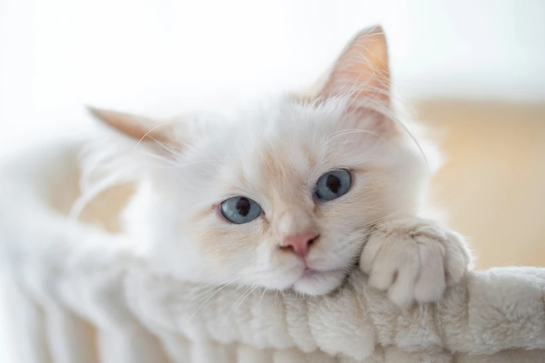a white kitten is resting its head on top of the arm of a sofa