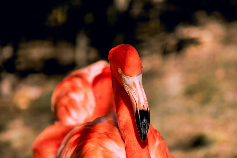 the flamingo is standing in the grass