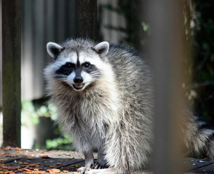 a small rac stands in front of leaves and trees