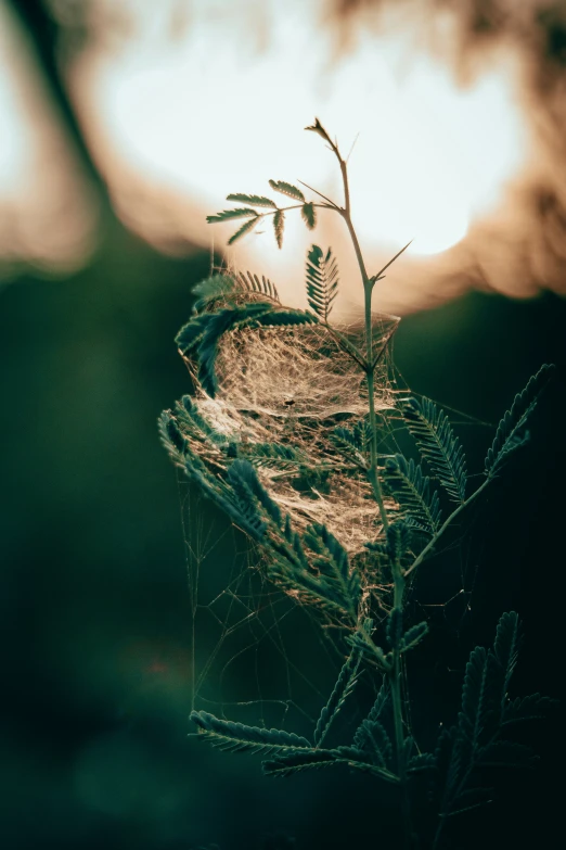 there is a blurry image of trees outside