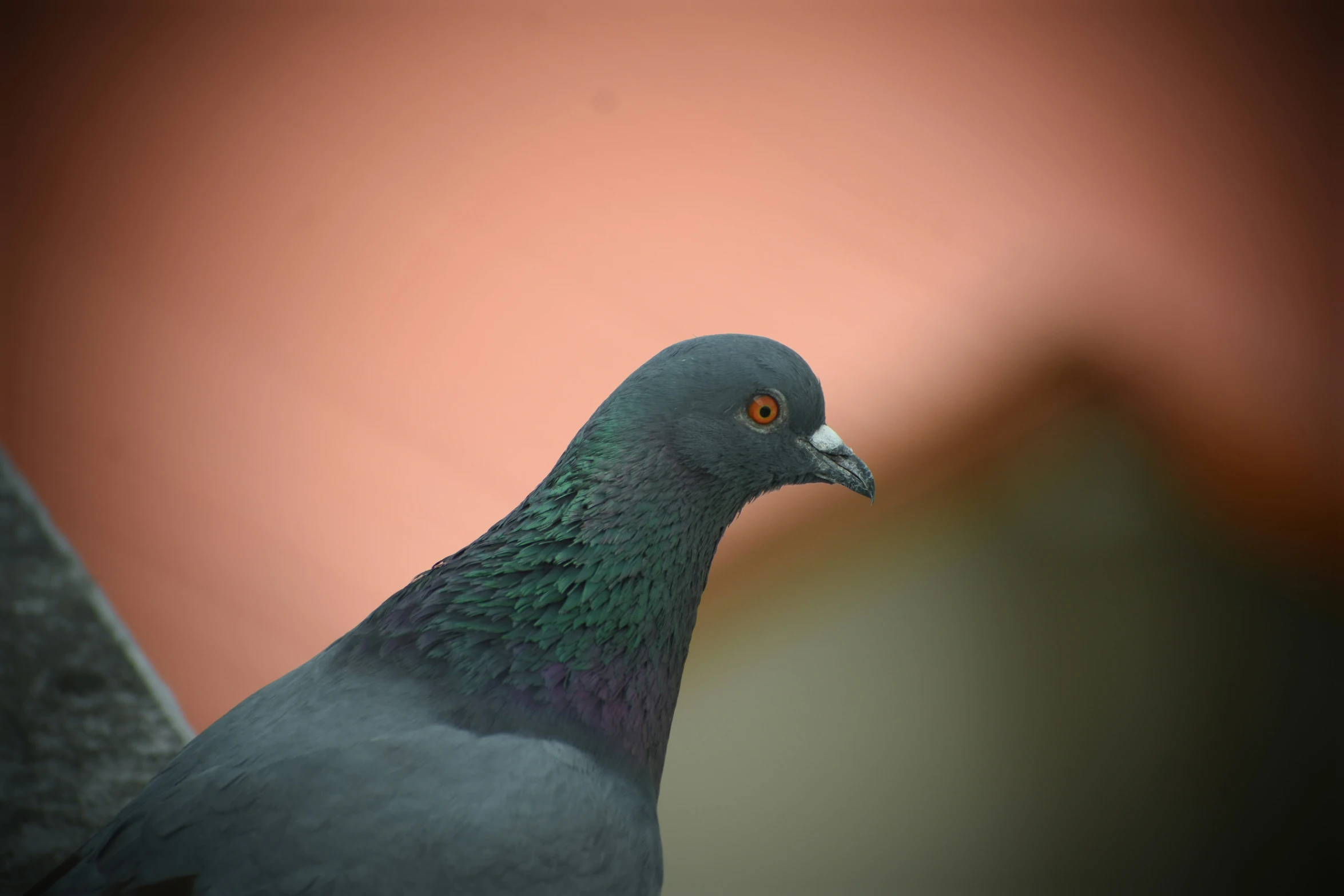 pigeon with a very big orange eye standing close to soing