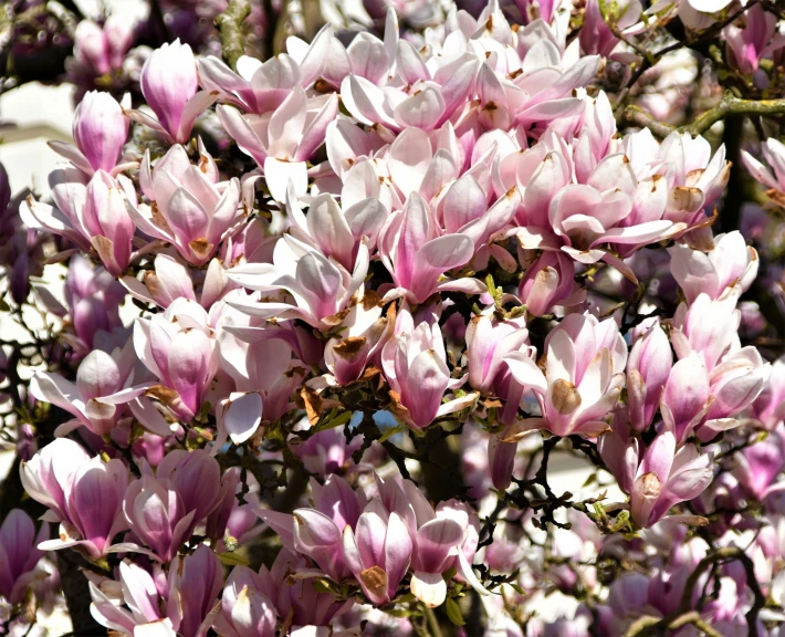 purple and pink flowers blooming all over the place