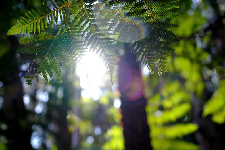 the sun shines through the trees of a forest