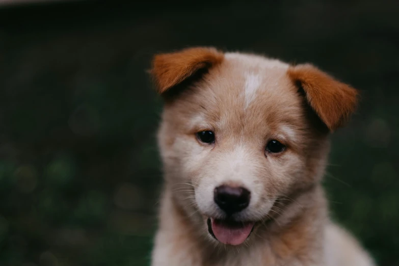 this small dog has brown hair and is looking forward