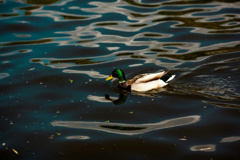 a duck floating on top of a lake near water