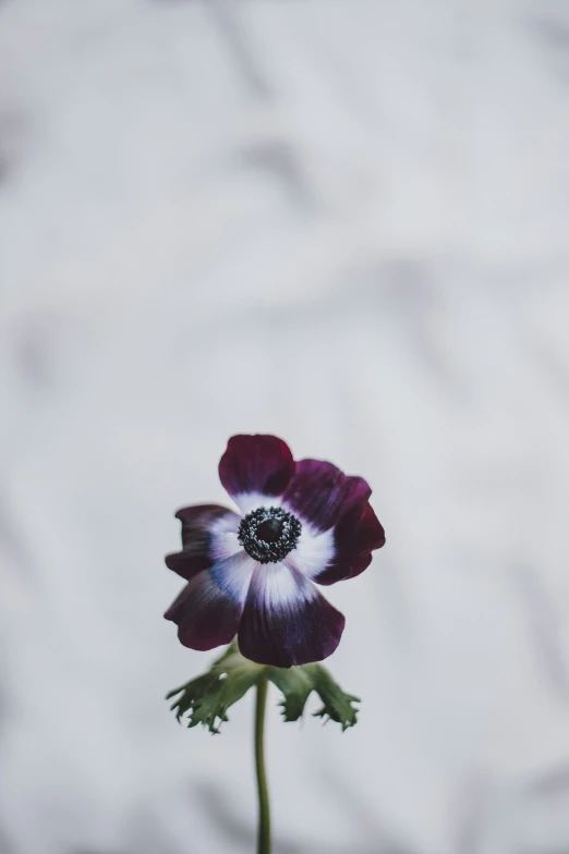an unusual purple flower with a white center