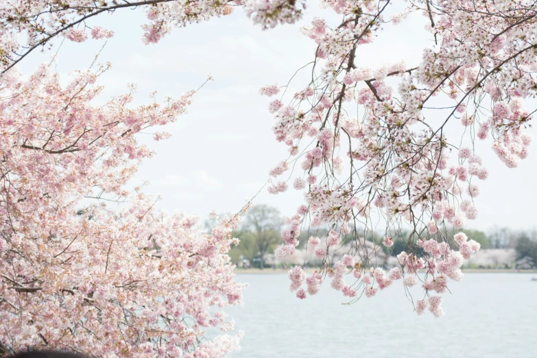 blossoms are blooming on the cherry blossom tree by a body of water
