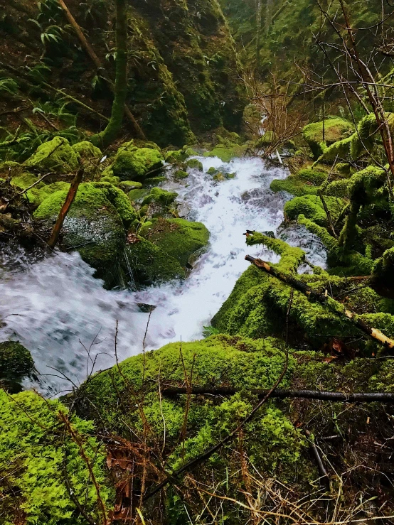 a river in the middle of green trees and moss