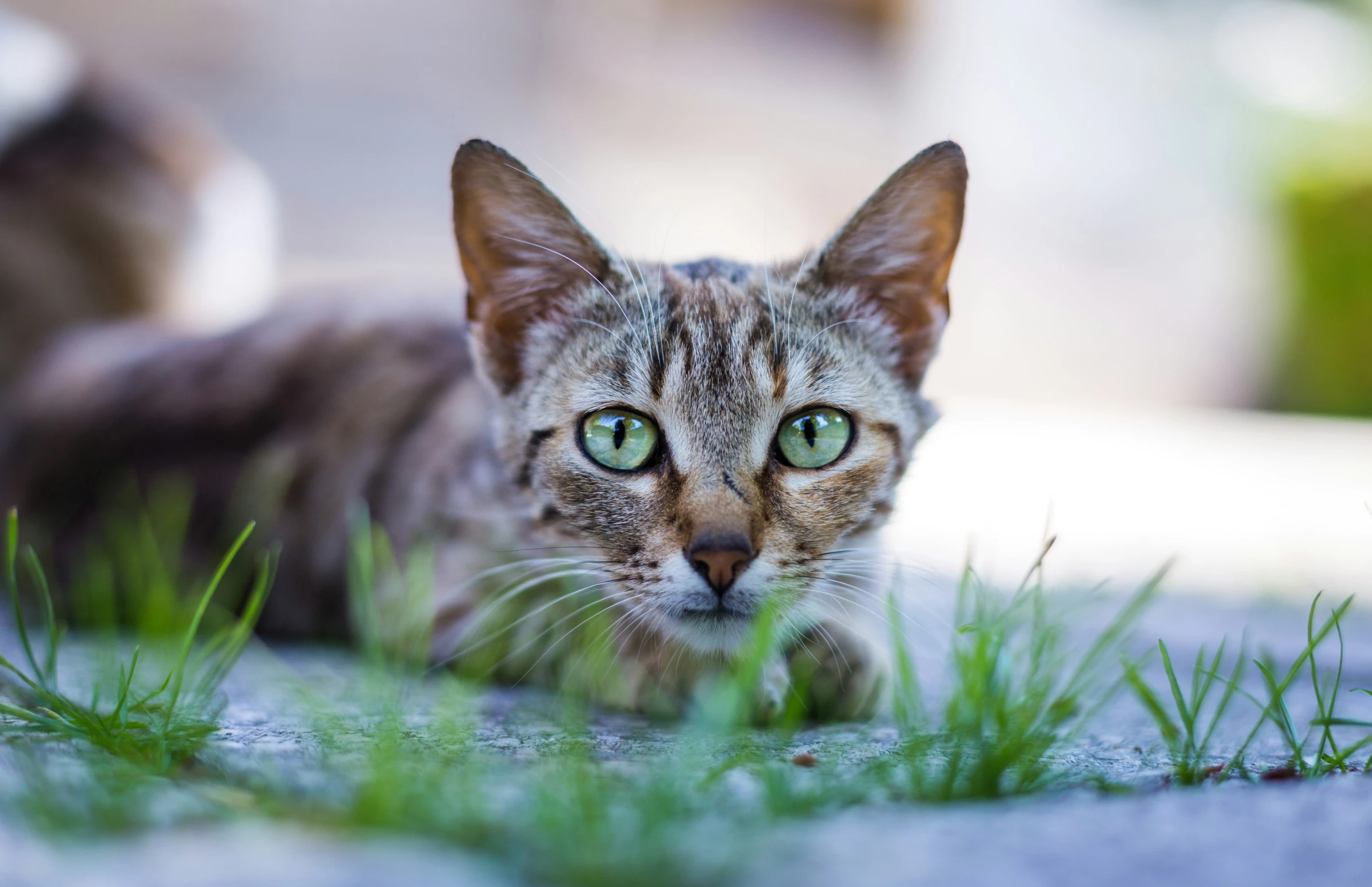 a kitten with green eyes sitting on the ground