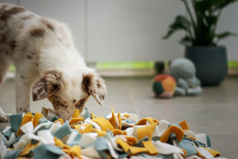 a puppy playing with fabric on the floor