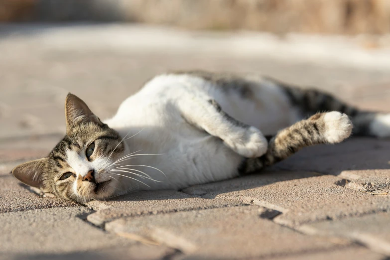 a cat is sleeping on its back on the pavement