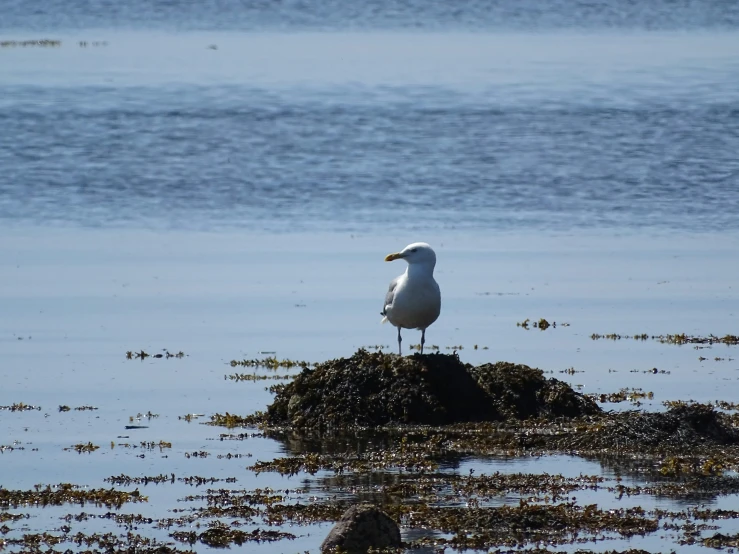 a seagull stands on a mound of seaweed in the shallow water