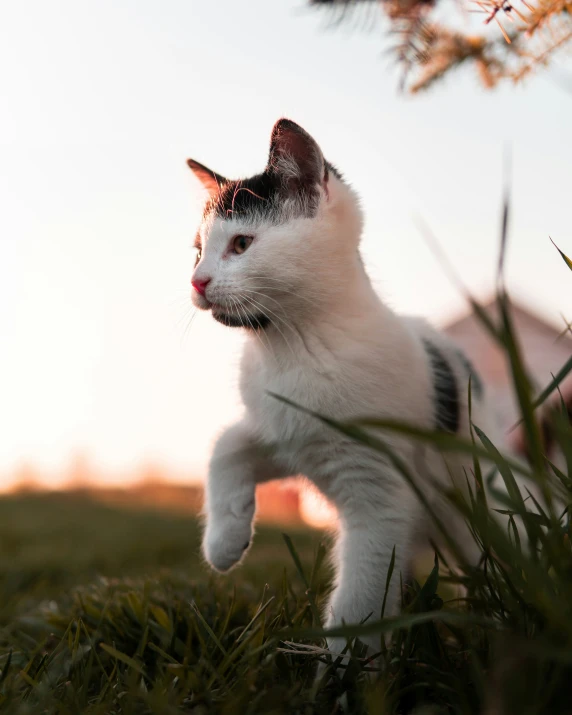 a black and white cat walking on the grass