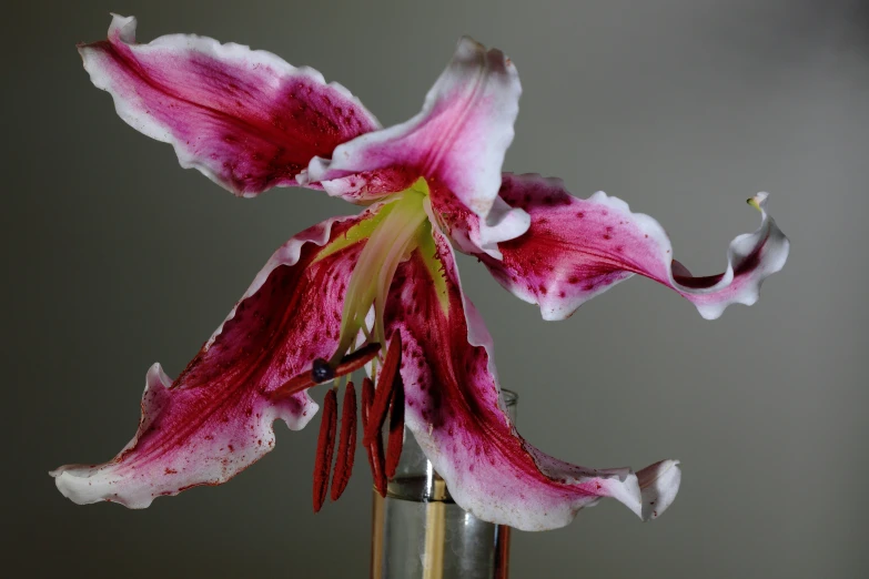 a small metal vase holding pink and white flowers