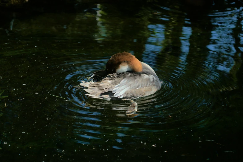a bird with orange head swims in water