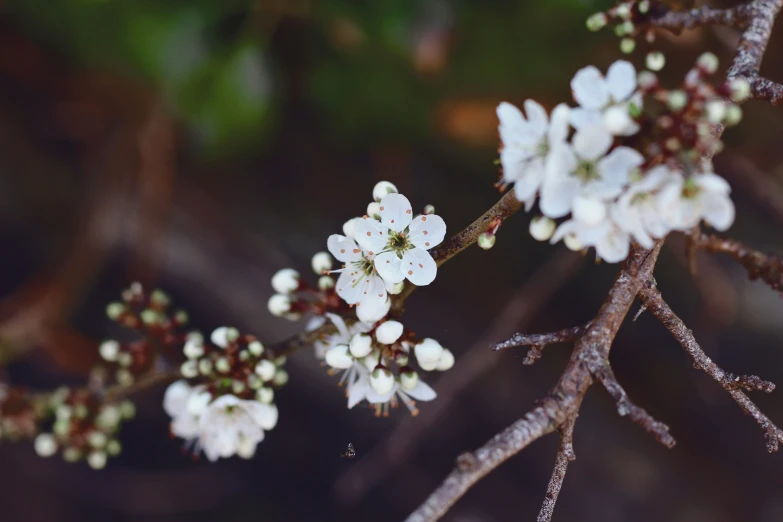 small white flowers on the side of some nches