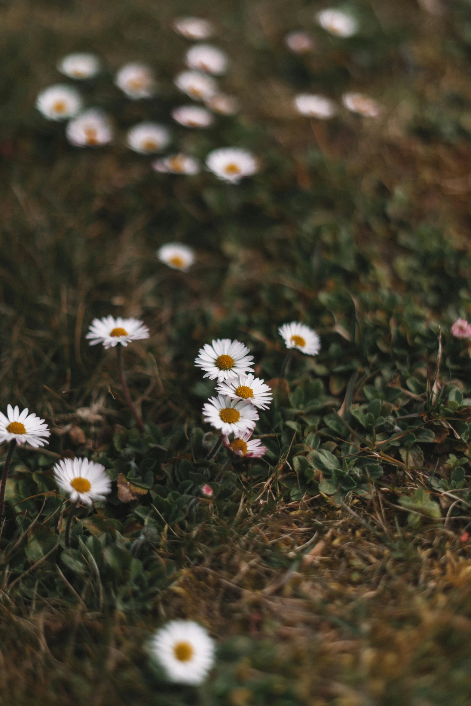 daisy flowers sitting on the ground next to some grass
