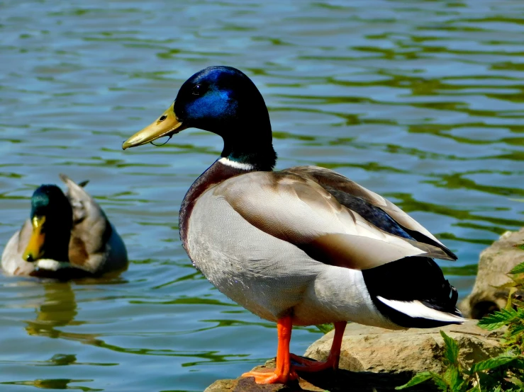 two ducks sit on rocks in a lake
