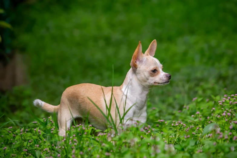 a small dog standing in a field with a bush in its back end