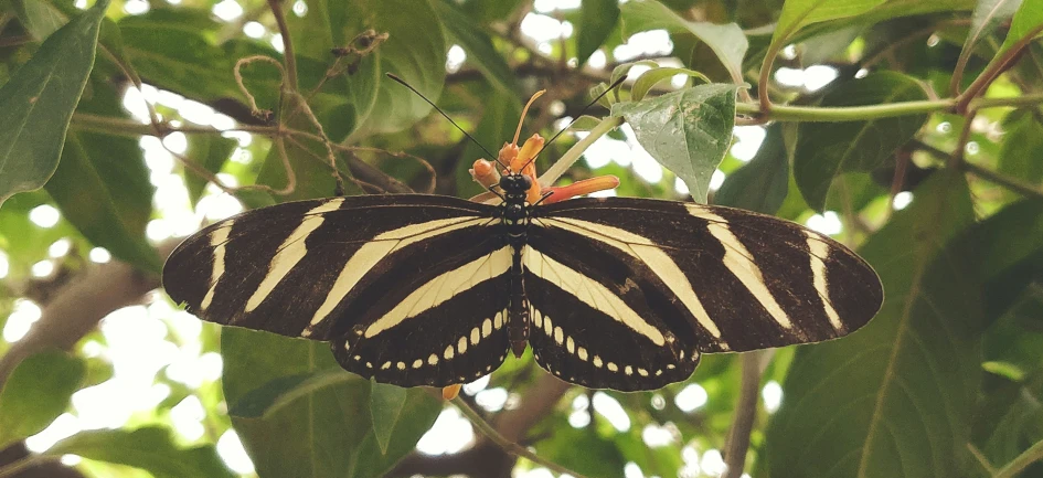 an image of a erfly hanging upside down