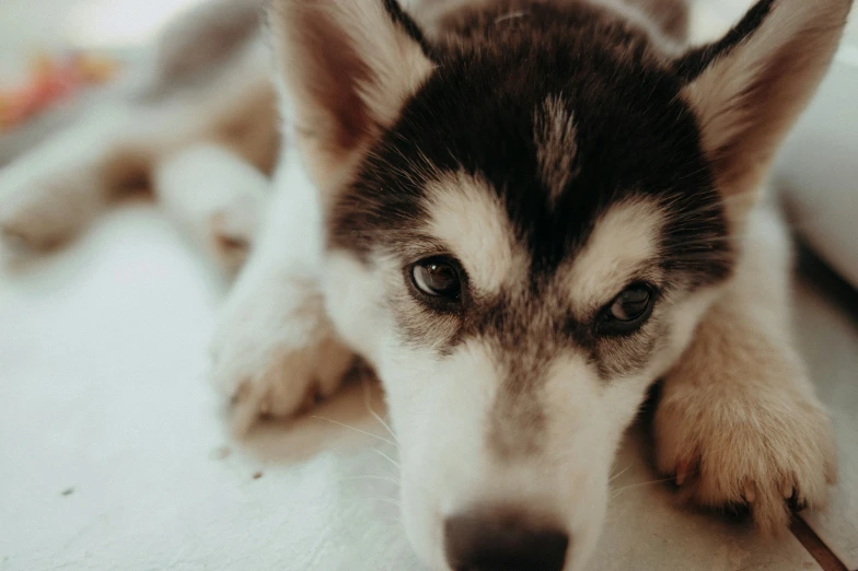 the husky is laying down on the floor