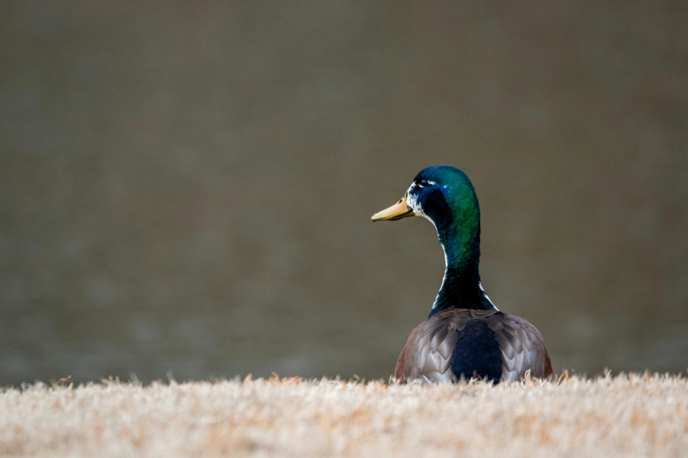 a very large and cute bird with a sad look on his face