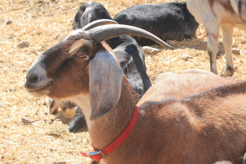 a goat with horns looking at the camera