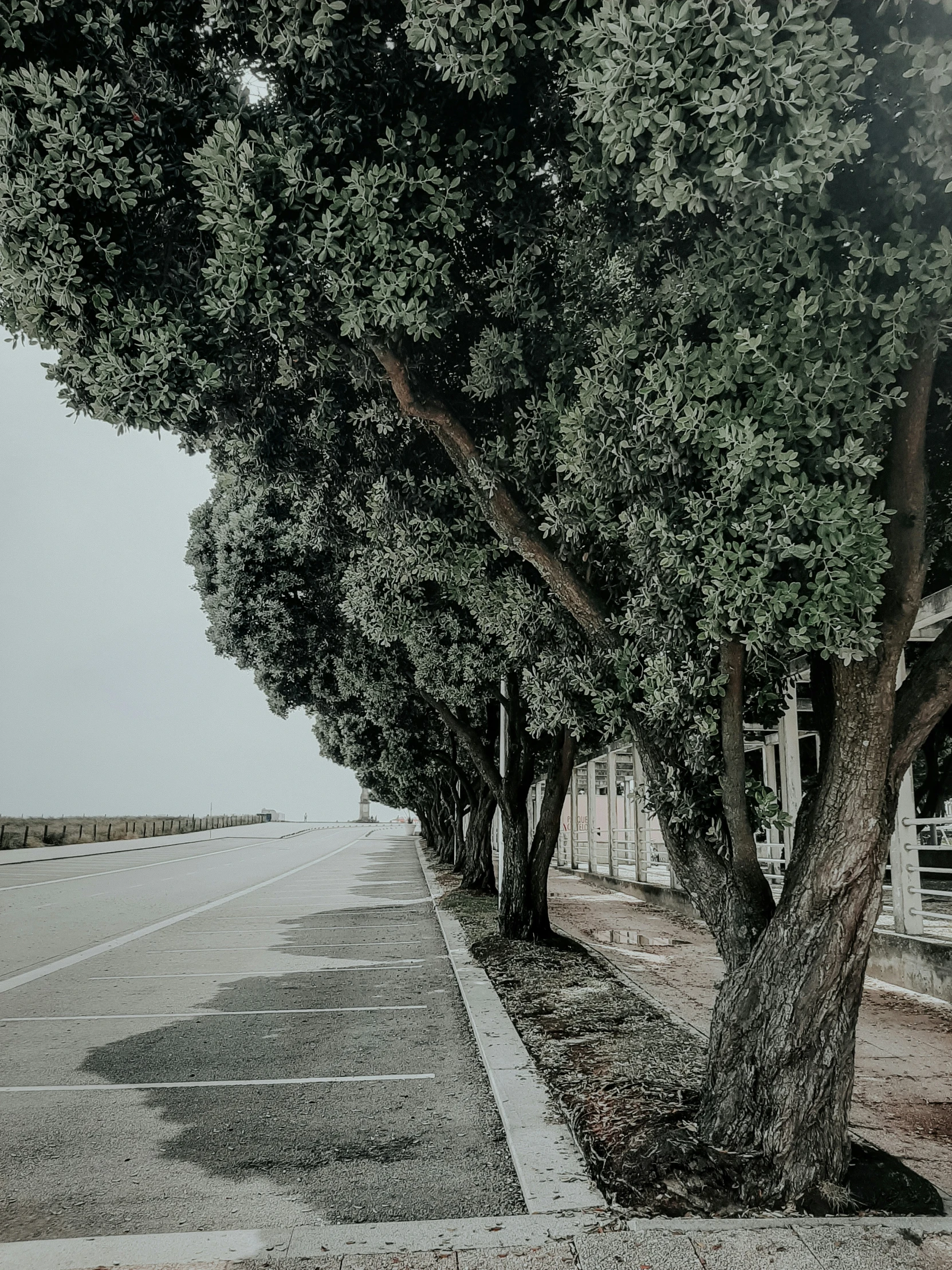 trees lining an empty parking lot with no cars