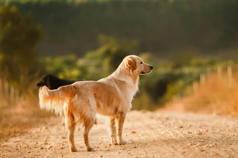 a large brown dog standing on a dirt road