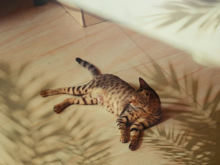 a cat lying down on the floor on its back