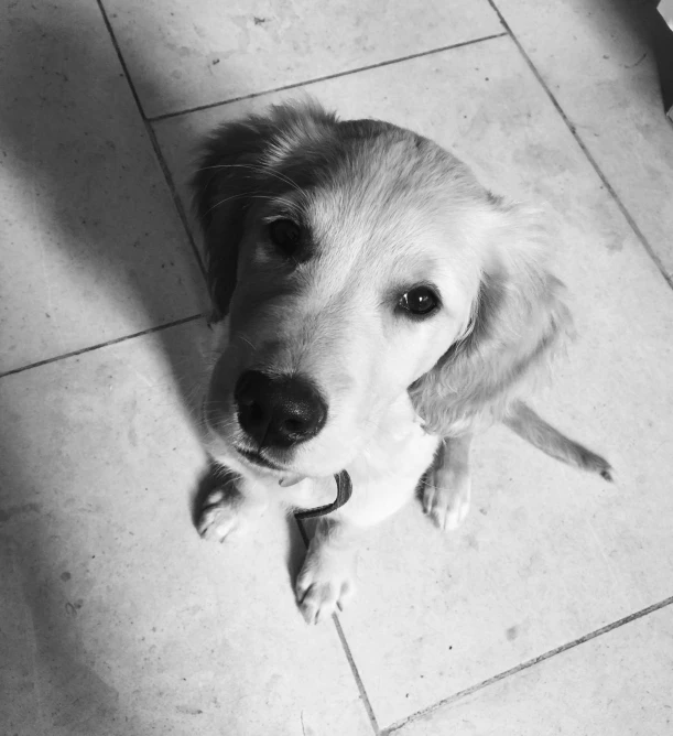 a cute puppy sitting down looking up at the camera