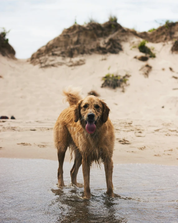 the large brown dog is standing on the beach