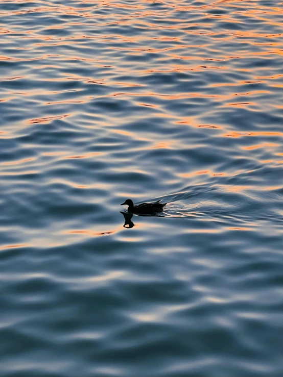 a bird swims along on top of the water