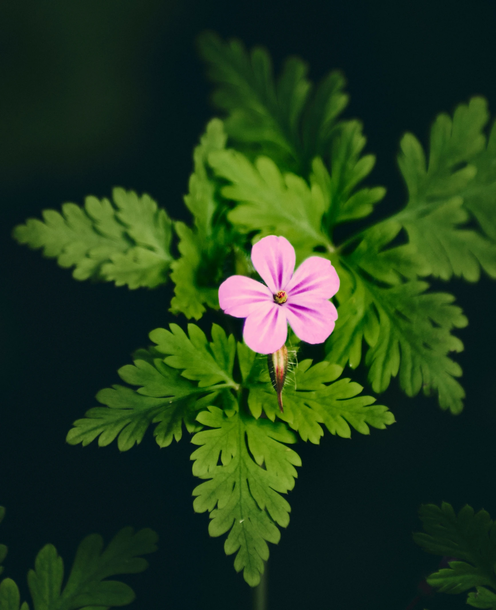 small pink flowers are growing on green leaves
