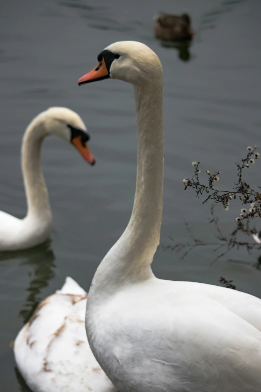 two swans standing near each other in the water