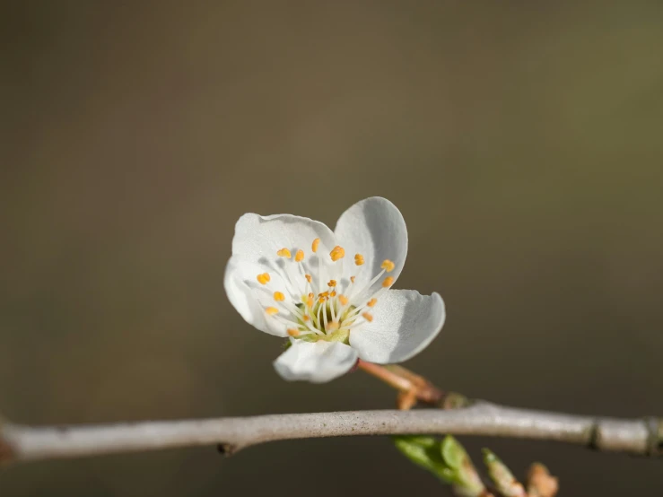 a tiny white flower sitting on a nch