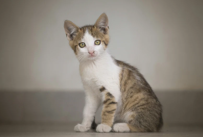 the cat has green eyes and is looking up