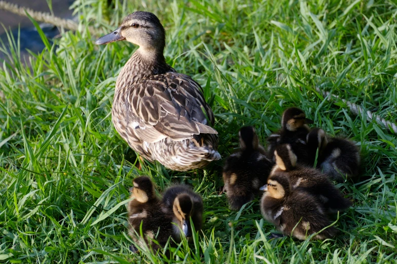 three ducks standing together with two young ones