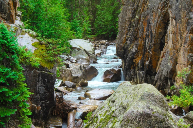 a stream flows through a dense forest filled with rocks