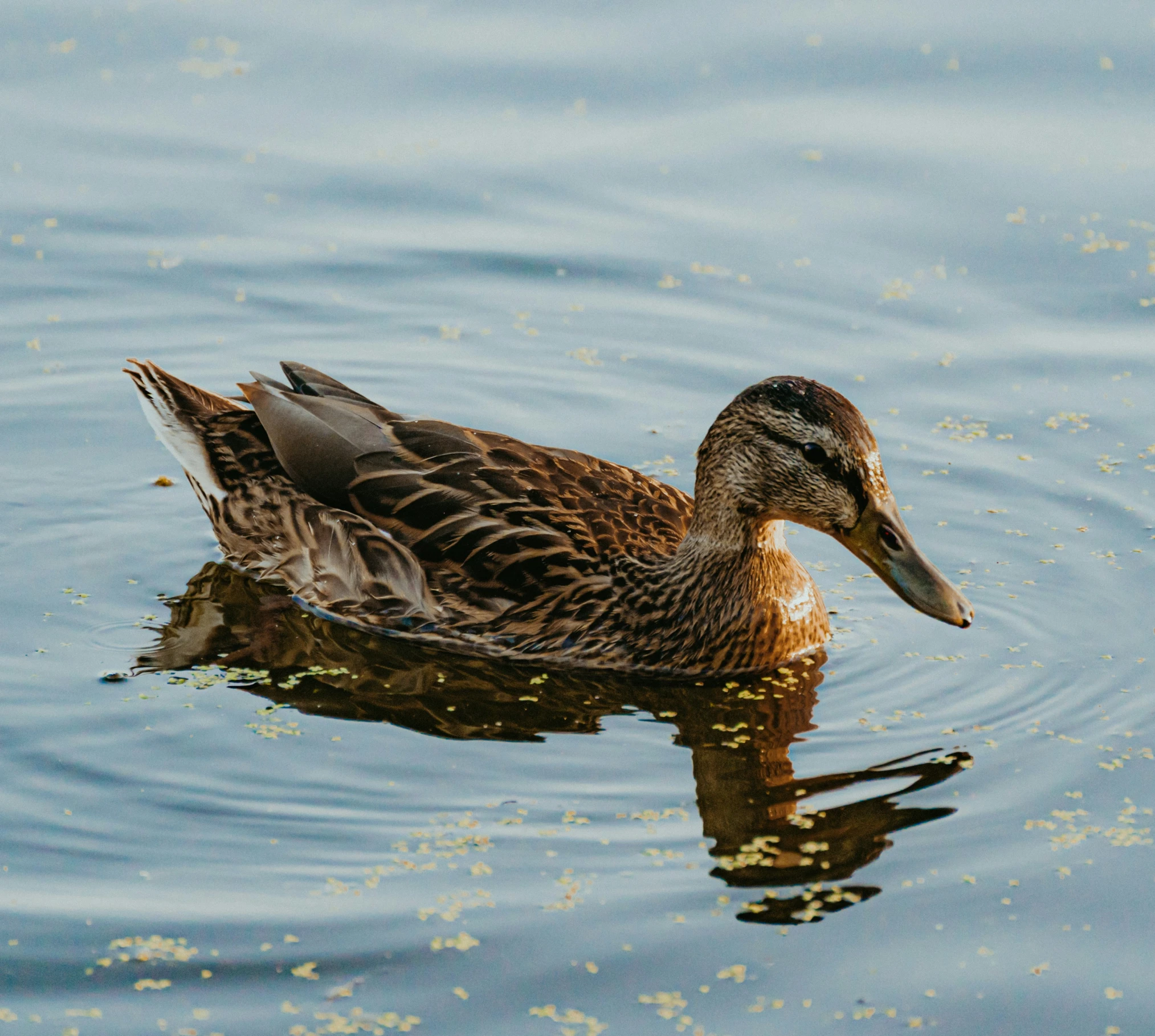 a duck swimming in the lake during the day