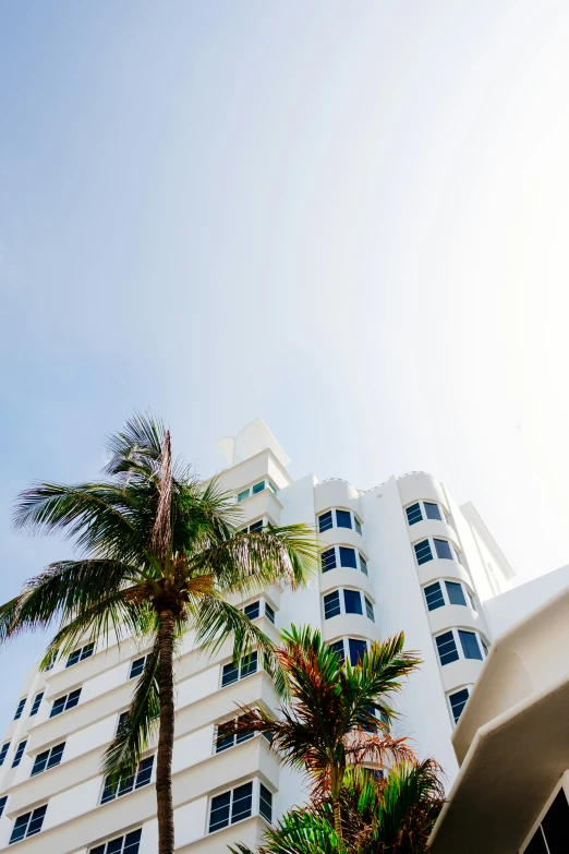 some palm trees sitting in front of a tall building